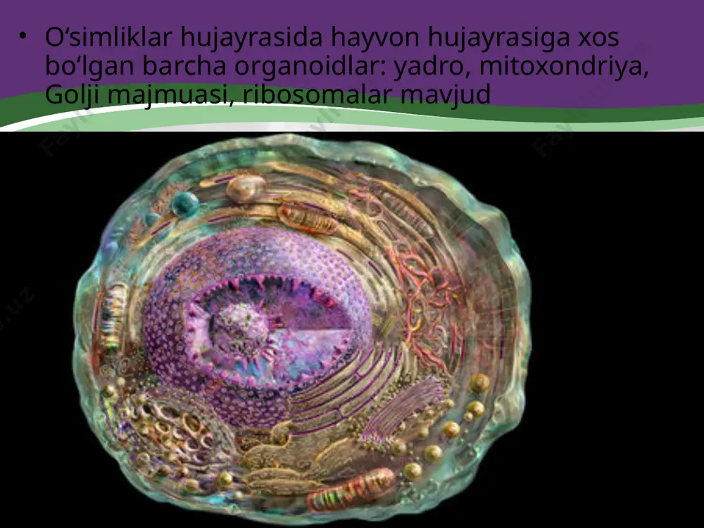 o‘simlik hujayrasining o‘ziga xos tuzilishi. 9 - sinf - Page 2