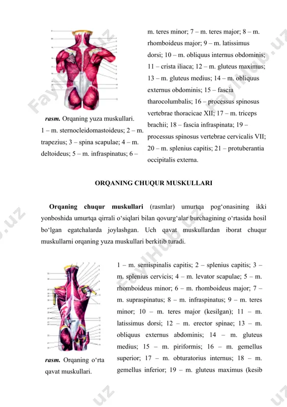 r; 31 – m. infraspinatus; 32 – m. levator scapulae; 33 – m. splenius capitis. bo‘yin va boshning tasma muskullari (m. splenius cervicis et capitis) pastki beshta bo‘yin va yuqoridagi oltita ko‘krak umurtqalarining qirrali o‘siqlaridan boshlanib, ensa suyagiga va chakka suyagining so‘rg‘ichsimon o‘sig‘iga yopishadi. bo‘yin qismi ii–iii bo‘yin umurtqalarining ko‘ndalang o‘siqlariga yopishadi. f u n k s i y a s i. ikki tomonlama qisqarib, boshni orqaga bukishga yordam beradi. bir tomonlama qisqargan holda boshni o‘z tomoniga egadi. i n n e r v a t s i y a s i: bo‘yin nervlarining orqa tolalari (ciii–cvii)dan. q o n t o m i r l a r i: a. occipitalis, a. cervicalis profunda. lateral tutam bir necha muskullardan tuzilgan. umurtqa pog‘onasini tiklovchi muskullar (m. erector spinae) eng kuchli muskul bo‘lib, umurtqa pog‘onasining ikki yonbosh qismini to‘ldirib turadi. muskul dumg‘azaning orqa sathidan, bel umurtqasining ko‘ndalang o‘siqlaridan, yonbosh suyagining tashqi qirrasi …