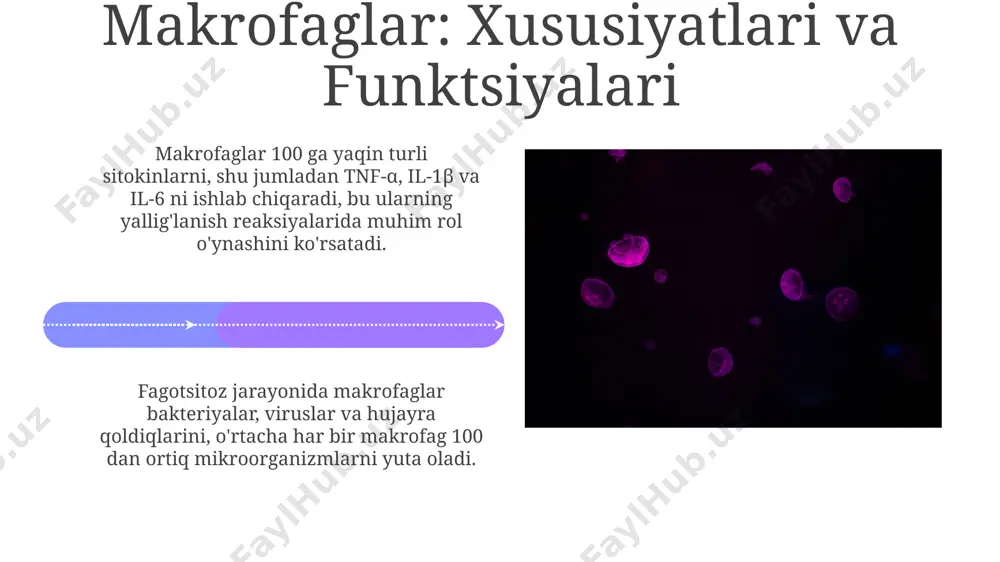mononuklear fagotsit sistemasi: ta'rifi va tarkibi - Page 4