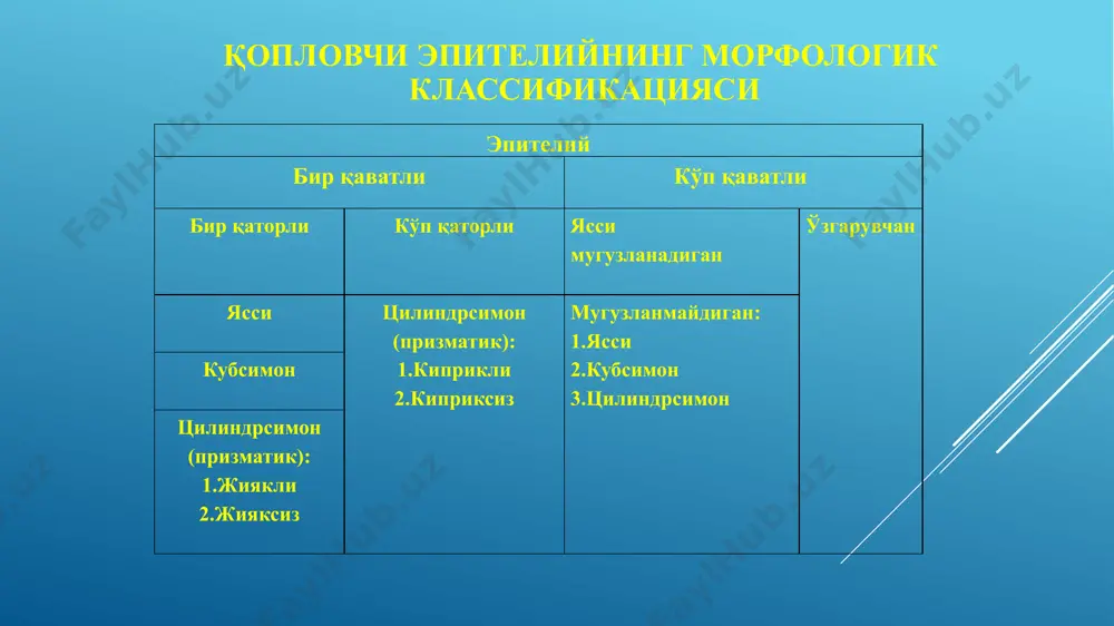 эпителийтўқимаси - Page 3