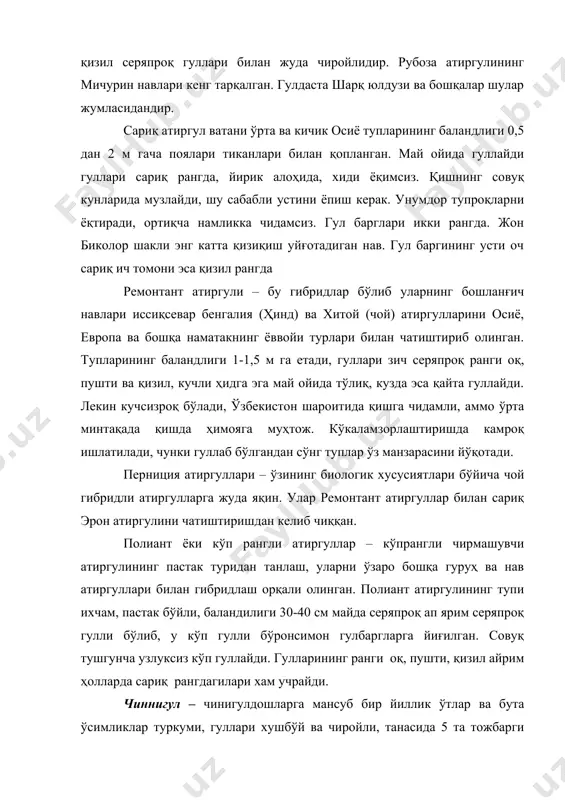 йиллик боғ чиннигули кўпроқ аҳамиятлидир. бу турнинг бир қанча чиройли хиллари мавжуд. поясининг бўйи 60 см га етади. қалампирмунчоқ чиннигул дарахтининг қуритилган ғунчалари ҳам гвоздика деб аталади. гулчиликда чиннигуллар алоҳида ўрин тутади. гулхоналарда, уйларда, балконларда, чиннигулларни кўпайтириш алоҳида завқ бағишлайди. чиннигулларни қаламчалар ёрдамида кузда, қишда ва эрта баҳорда кўпайтирилади. кузда қилинган қаламчалар қишд яхши парвариш қилинса, бўлиқ ва ниҳоятда йирик яхши йирик ниҳоллар олиш имкониятини беради. баҳорда қилинган қаламчалар кузда қиш кираши биланоқ ёппасига гуллашга киришади. қаламча олиш учун ўсиб турган чиннигулларнинг учки томони синдириб олинади. синдириб олинган кўчатларнинг пастки томонидан ён новдалар чиқа бошлайди. ана шу ён новдаларни гуллашга қолдириб, синдириб олинган новдалардан эса қаламчалар тайёрланади. қаламча яхши ва тез илдиз олиши учун қуйидаги ўстирувчи моддалардан фойдаланамиз: индолил ёғли кислота, гетероауксин, нафтил сирка кислотаси, нрв ва юка. қаламчалар яхши тутиши ва сувни кўп миқдорда буғлатмаслиги учун қаламчаларнинг япроқлари қисқартирилиб қаламчанинг пастки илдиз берувчи қисми озгина + шаклида қирқилади. шундан …