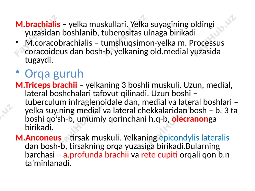uh: m.sartorius – mashinachilar, tikuvchilar muskuli.spina iliaca ant sup bosh-b, tuberositas tibia ga borib birikadi. m.quadriceps femoris – 4ta boshi bor.1.to’g’ri – spina iliaca ant inf, 2.serbar – vastus medialis – sonning medial yuzasi va linea asperaning labium media dan bosh-b, serbar lateral- vastus lateralis sonning lateral yuzasi va labium laterale linea asperadan bosh-b,4.serbar o’rta- vastus intermedius- son suy.ning old.yuzasidan bodh-b, 4 ta boshi qo’shilib, patellaga birikadi. son uchburchagi- skarp uchburchagi trigonum femorale deb yuritiladi. yuqoridan – chov boylari, lateral – m.sartorius, medial – m.adductor longus. medial guruh: m.pectineus- taroqsimon. qov suyagining yuq qirrasi dan bosh-di.son suyagining trochanter minorga birikadi. m.adductor longus – qov suyagidan bosh-b, son suyagidagi linea asperaning medial labiga birikadi. m.adductor magnus- qov suyagi va quymich suyagi butoqlaridan bosh-b, linea asperaning medial labiga birikadi. m.adductor breves – qov suyagi shoxlaridan bosh-b, linea asperaning yuqorinmedial labiga birikadi. m.gratcilis- nozik muskul.simfiz sohasidan bosh-b,katta boldir suy.ning yuq medial chekkasiga birikadi. …