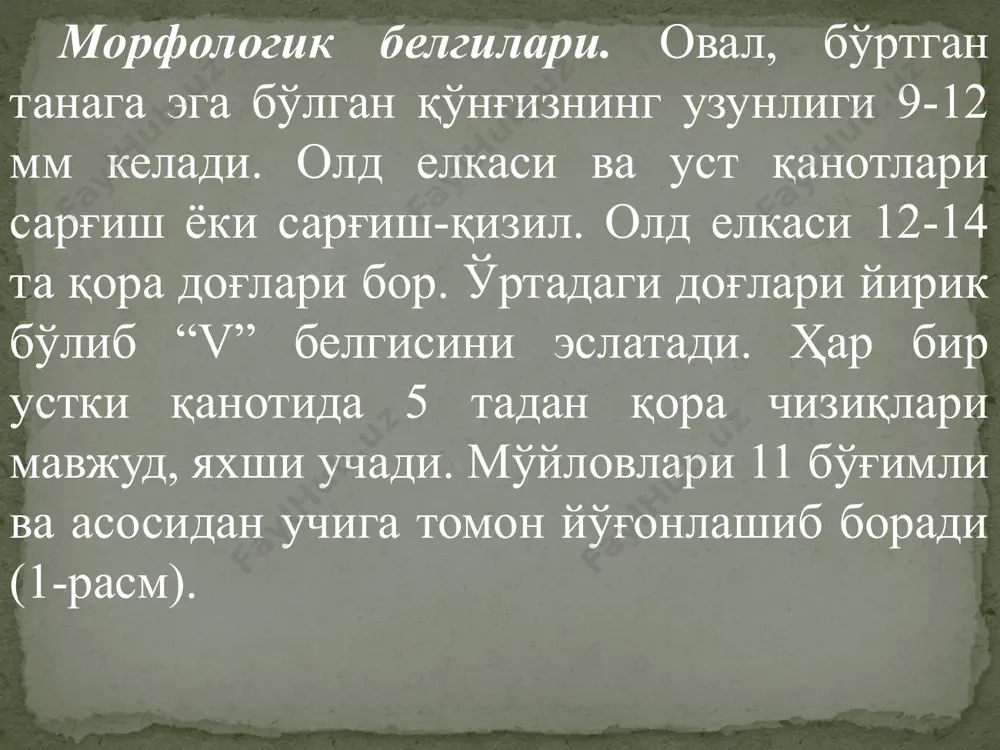 колорадо қўнғизи - Page 5