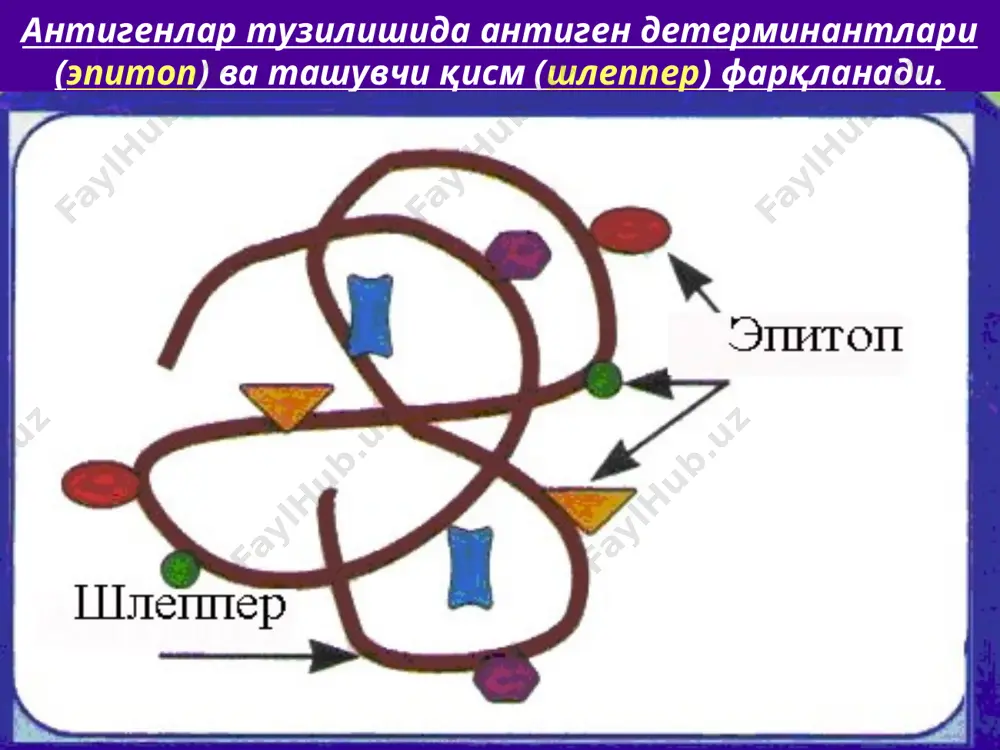 бўлаган иммуноглобулин; - структуравий бирлиги j-занжир (joining - боғлаш) ёрдамида бирикади; - қондаги энг кўп миқдори антиген организмга тушган вақтдан бошлаб, 4-5 кунга тўғри келади; - плацента орқали ўтмайди; - қон зардобидаги миқдори меъёрда 1 г/л; - организмда 5 суткагача сақланади. igg - мономердан иборат, м.м. 150 кда; - барча иммуноглобулинлар 75% ини ташкил этади; - бирламчи антиген стимуляциясидан кейин 5-6 кундан бошлаб синтез бўла бошлайди; - плацента орқали ўтади; - қон зардобидаги миқдори меъёрда 12-20 г/л; - организмда энг узоқ сақланади - 23 суткагача; - иккиламчи иммун жавобда 1 - кундан ҳосил бўлади. igg (мономер) н – занжирлар тук кул рангда; l – занжирлар оч кул рангда; углеводлар – кора рангда. siga ҳосил бўлиш схемаси igа - 2 ҳолатда учрайди: зардоб (iga) ва секретор (siga). - зардоб iga мономердан, секретор iga димердан иборат; - м.м. - зардоб iga 160 кда, siga ўртача 380-385 кда; - зардоб iga барча иммуноглобулинлар …