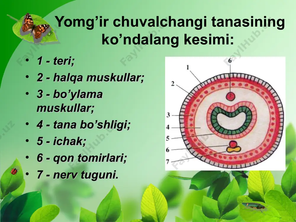 yomg`ir chuvalchangining morfologiyasi, anatomiyasi va qorinoyoqli molyuskalar sinfi - Page 4