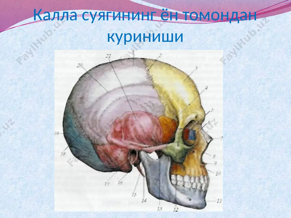 kallo suyaklarining taraggiyoti va tuzilishi - Page 4
