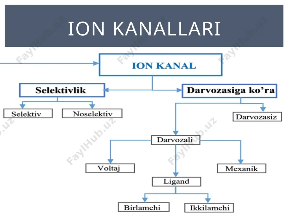 atsiya inversiya=overshut repolyarizatsiya manfiy iz potensiali giperpoyarizatsiya =musbat iz potensiali harakat potensiali davrlari positive feedback voltaj tipli na kanali ishlashi nerv hujayrasida harakat potensiali harakat potensialini tarqalish mexanizmi harakat potensialini tarqalish mexanizmi harakat potensialini tarqalish mexanizmi harakat potensialini tarqalish tezligi harakat potensialini tarqalish tezligi yurakdagi muskulidagi harakat potensiali reobaza (r) ma’lum vaqt ichida ta’sir qilib, javob hosil bo’lishi uchun kerak bo’lgan kuchning minimal miqdorini bildiradi, agar u yetarli vaqt (foydali vaqt) davomida ishlatilsa harakat potensiali hosil bo’ladi. kuch – vaqt egri chizig`i xronaksiya (c) harakat potensiali hosil bo’lishi uchun 1 reobazadan ikki baravar yuqori stimulni qo’llashga ketgan minimal vaqtni anglatadi. chegaralangan vaqt doirasida ma'lum qo’zg’aluvchan to’qimalarning xronaksiyasi doimiydir. boshqacha qilib aytganda, xronaksiya to’qimalar qo’zg’aluvchanligining indeksidir va turli to’qimalarning qo’zg’aluvchanligini taqqoslash uchun ishlatilish mumkin. masalan, nerv tolasining xronaksiya qiymati mushak tolasiga qaraganda ancha kichik bo’lib, bu nerv tolasining ko’proq qo’zg’aluvchanligini ko’rsatadi. • 1 reabazadan kuchsizroq intensivlikda stimul qo’llanilganda, qancha vaqt qo’llanilishidan …
