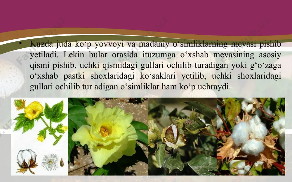 ‘xtaydi. shunday qilib, xazon rezgilik – barg to‘kish yo‘li bilan o‘sim liklar qishga tayyorlanadi. qishda o‘simliklarda tinim davri bosh lanadi, ya’ni oziq moddalar hosil bo‘li shi, hujayradagi shira harakati deyarli to‘xtaydi, nafas olish sekinlashadi. biroq, o‘zb ekistonda kuz va qish mavsumi doimo bir xil kelmaydi. ayr im yillari kuz iliq kelib, bir yillik va ko‘p yillik o‘tlar o‘sib chiqadi va o‘sishda davom etadi. yil bo‘yi o‘sib, barglari qish19 da ham saqlanib qoladigan shamshod, archa, qarag‘ay, qora qarag ‘ay singari doim yashil o‘simliklar ham ko‘p uchraydi. shamshod va archa yil davomida barglarini asta-sekin almashtirib turadi. shu sababli ham u yashil rangini deyarli saqlab qoladi. savol va topshiqlar o‘simliklar kuzda nega barglarini to‘kadi? xazonrezgilik nima? xazonrezgilikning o‘simliklar uchun qanday ahamiyati bor? kuzda o‘simliklarda qanday o‘zgarishlar yuz beradi? kuzda unib chiqib, qishlaydigan o‘simliklar bormi? ularga misol keltiring. kech kuzda va hatto, qishda ham bargini to‘k-maydigan qanday o‘simliklarni bilasiz?