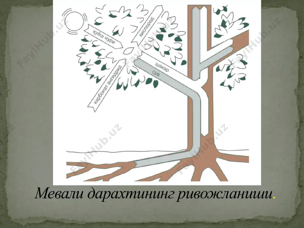 бабли, ҳар қандай баландликда ҳам тик ҳолатини сақлайди. кабина ичидаги бошқарув пулти ёрдамида ишчи ўзи хоҳлаган баландликка ва ён томонга силжиши мумкин. бу агрегат билан ҳосилни қўлда териш мумкин бўлганлиги сабабли, кабина ичида яшик қўйиш учун жой ҳам ажратилган. кабинадаги юк 200 кг дан ошмашги керак. агрегат билан 6 м баландликкача ишлов берилади. агрегатга ўрнатилган компрессор пневмоқайчиларни ишлатиш учун хизмат қилади. йўғон шохларни кесиш учун узун дастали арралардан фойдаланилади. катта боғлардаги дарахт шохларини кесиб тартибга келтириш ва керак бўлса, қоида ҳосил теришда ишлатиладиган боғбоп платформалар ҳам ишлаб чиқарилган. боғбоп платформа: 1 — тўсиқ; 2 — бошқариш крани; 3 — пневматик токқайчи; 4 — асбоб учун яшик; 5, 12 — олд ва орқа устунлар; 6 — нарвон; 7 — контейнер ташувчи прицеп; 8 — тутқич; 9 — гидросилиндр; 10 — кардан вал; 11 — компрессор; 13 — бўлгич; 14 —кенгаядиган траплар. кўп ўринли платформа: а — ён кўриниши; б — кўтариладиган …