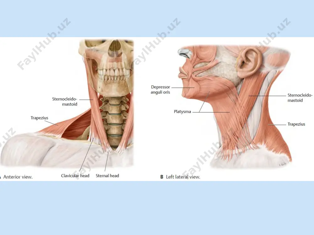 anatomik rejayizlar - Page 3