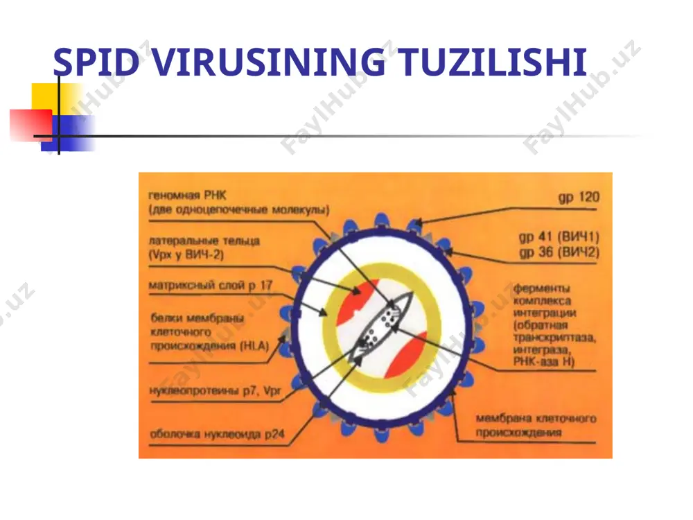 spid virusining tuzilishi - Page 4