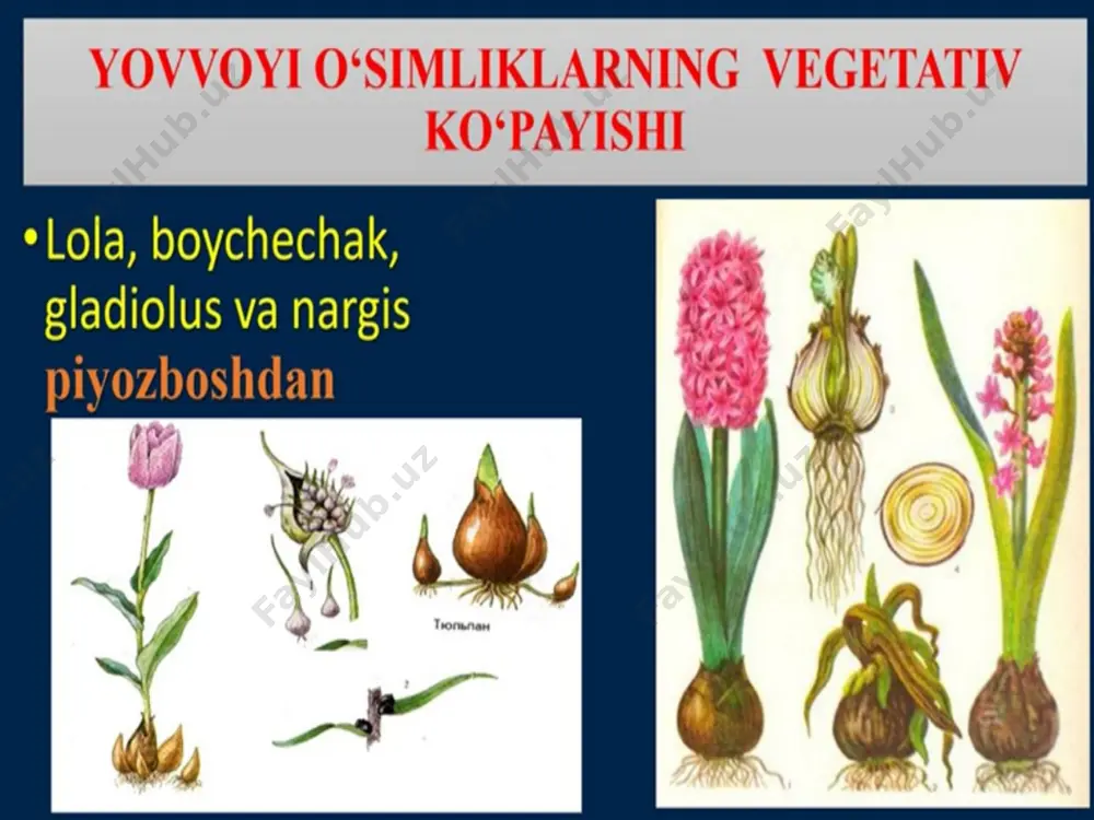 o’simliklarning vegetativ ko’payishi - Page 4