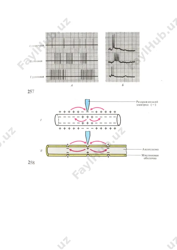 асаб толалари ва синапслар физиологияси - Page 5