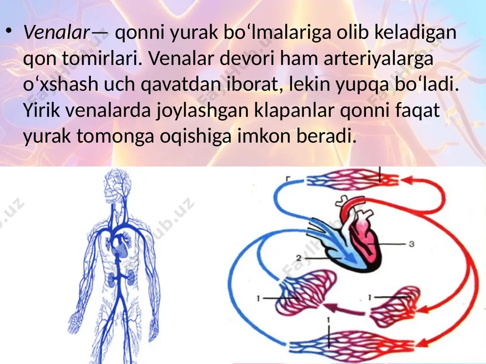 katta va kichik qon aylanish doirasi. 8 - sinf - Page 5