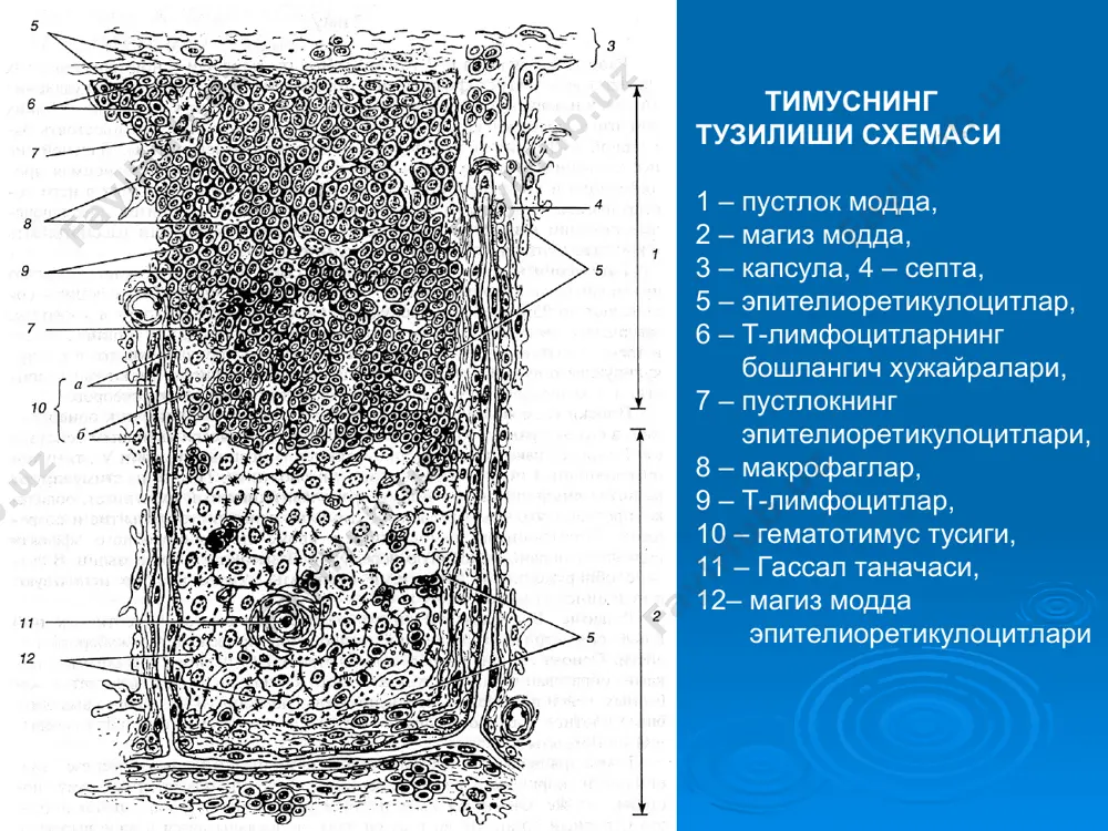 кон яратувчи ва иммун-химоя аъзолари - Page 3