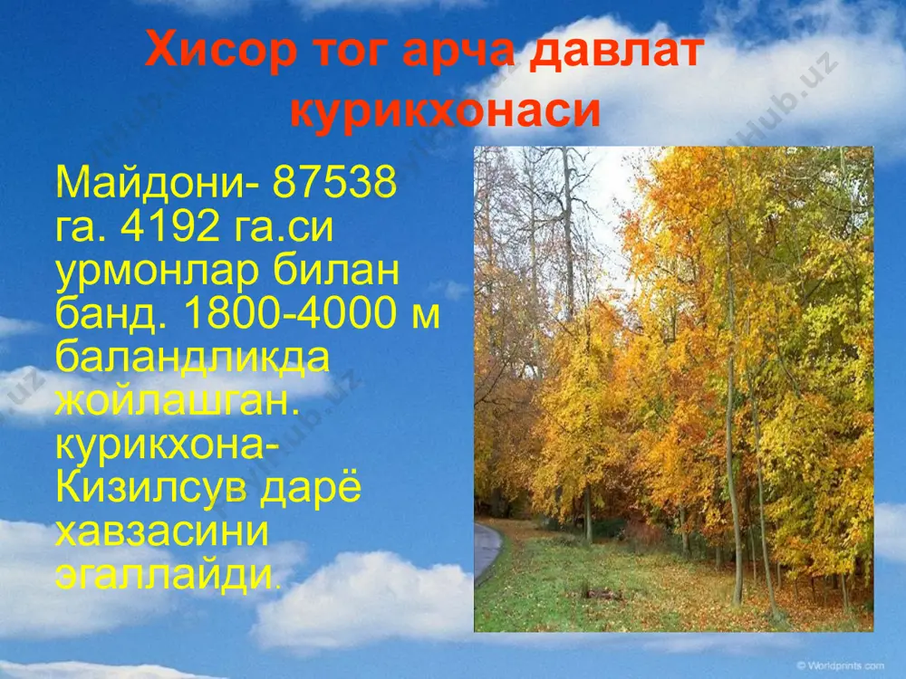 ий усимлик тур-ларини можевелникдан ташкари туркистон (асер), момикди (а) ва семёнов (а ^семёнови) клёнлари, сугдиёна ясини, дулана, сивере олмаси, шарк олчаси каби усимликлар асосий киемни ташкил этади. узбекистон республикам кизил китобига (1998 йил) киритилган ноёб турлардан камида 32 хили ушбу^ курикхона худудида усади. фауна (хайвонот олами). урта осиё тоглари полиарктика оралик-лари мустакил зоогеографик провинция-урта осиё тогли провинция-сини ташкил килади. худуднинг хайвонот дунёси яхши урганилмаган! умурткалилар фаунасида баъзи маълумогларга кура улар 268 турни ташкил этади. курикхонада баликдарнинг 2 тури, бир хил жой сувида яшовчилар215 хил кушлар ва 32 хил сутэмизувчилар бор. мутахас-сислар маълумотига кура, 3000 дан кам булмаган турда хашоратлар бор. курикхона 32 хилдаги сутэмизувчилар хдйвонат турининг 30%дан ор-тигини ташкил этади. бу урта осиё тогликлардаги турларнинг !4 кис-мига мое келади. бу ерда таркалган жонворларни 5 отряди урганилган. 7 хил турда кулканотлилар; куёнсимонлар 2 тур, кемирувчиларнинг 11 тури, гуштхурларнинг 10 тури ва, жуфт туёкдиларнинг 2 ури бор. фауна элементларига эътибор берадиган булсак, …