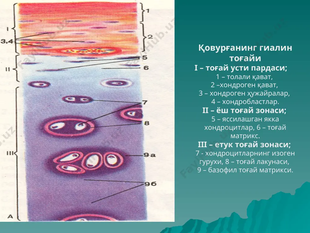 толалар тутамлари, 13 – фиброцитлар толали тоғай. толали тоғайнинг электрон микроскопияси. донадор эт билан тўлган учта хондроцит кўринади. бу ҳужайралар тоғай матрикси оқсилларини синтезлайди. хондроцитларни юпқа коллаген толалар ўраб туради. суяк тўқима 1. пластинкасимон суяк тўқимасининг тузилиши. 2. суяк тўқимасининг структур-функционал бирлиги – остеон. 3. суяк тўқимасининг ҳужайралари. 4. суяк тўқимасининг ривожланиши: бевосита ва билвосита остеогенез. пластинкасимон найсимон суяк тузилишининг умумий режаси. 1 – периост (а – толали қават, б – остеоген қават), 2 – қон томирлари, 3 – нервлар, 4 – эндост, 5 – ташқи пластинкалар қавати, 6 – прободающие коллаген толалар, 7 – прободающий канал, 8 – остеоген қават, 9 – остеон (е – марказий канал), 10 – вставочная пластинка, 11 – ички пластинкалар қавати, 12 – остеоцитлар. найсимон суяк диафизидаги пластинкасимон суяк тўқимаси 1 – периост , 4 – эн-дост, 5 – ташқи пластинкалар қавати, 6 – тешиб ўтувчи коллаген толалар, 7 – тешиб ўтувчи канал, 8 …