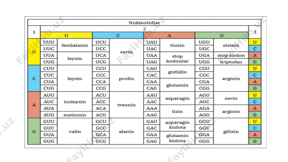 oqsil biosintezi jarayonini modellashtirish - Page 2