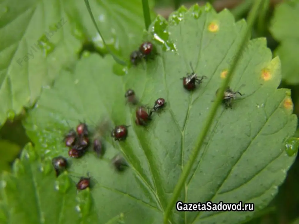 valarga olma qurti,kartoshkaga esa kolorodo qo’ng’izi katta ziyon keltiradi. olma qurti. carpocapsa pomonella. urug’li meva, ayniqsa olma qisman nok va bexi daraxtlari zararkunandasi xisoblanadi. kapalaklari ќanotlari yoyilganda 14-20mm keladi, keladi oldingi juft ќanotlari ќoramtir, ko’ndalang yo’li kulrangida ќanot uchida tuxumsimon cho’ziќ shakldagi jirrang qo’ng’ir tuslik bronzasimon tovlanadigan dog’ bor. zararli xasva. eurygaster integriceps. don ekinlarining asosiy zararkunandalaridan ћisoblanib, qalqondor qandalalar oilasining vakilidir, tanasi keng ovalsimon, elka tomoni qabariq, kattaligi 10-13mm atrofida, bosh bo’lagining uzunligi enidan qisqa, oldingi kukrak chetga qirralari bir oz qabariq, qalqonchasi ikki cheti tug’ri va tekis bo’ladi. parazit va kasal tarqatuvchi hashorotlar. bit va burgalar turkumiga mansub bo’lgan hamma hasharotlar,shuningdek to’shak qandalalari,pashshalar vaayrim chivinlar odam va hayvonningqonini so’radi. bu hashorotlar qon so’rganida kishilarni qanchalik bezovta qilishini hamma biladi.odamlar orasida bosh biti va kiyim biti ko’p uchraydi. qon so’ruvchi hashorotlar turli kasalliklarni tarqatish bilan odam salomatligiga ziyon keltiradi. bitlar tepki-o’lat kasalligini qo’zg’atuvchi bakteriyalarni odamlarga yuqtiradi. kalamush burgasi esa …
