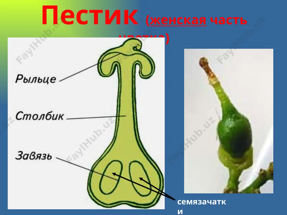 reproduktiv organlar rasteniy - Page 5