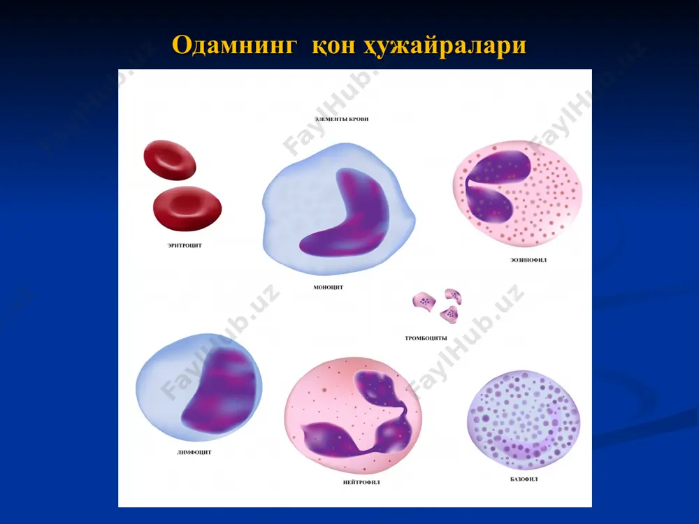 mt – микронай-чалар dts – зич найчалар тизими g - доначалар gly – гликоген доначалар лимфа гемопоэз қон яратилиши – кўп босқичли жараён бўлиб, бунда қон шаклли элементларининг дифференциалланиши амалга ошади, натижада эритроцитлар, лейкоцитлар, тромбоцитлар ҳосил бўлади. улар умумий қон массасининг 40% ташкил этади. қон шаклли элементларининг ҳосил бўлиши ва дифференциалланиши қон яратувчи аъзоларда – қизил суяк кўмигида, тимусда, талоқда ва лимфа тугунларида амалга ошади, шунинг учун ушбу аъзолар ягона қон яратувчи аъзолар тизимини ташкил этади. эмбрионал қон яратилиши 1- давр (4-5- хафта) – эмбрион сариқлик халтачасида дастлабки қон ҳужайраларининг шаклланиши (эритроцитопоэз); 2- давр (5 -хафта) – ҳомила жигарига қон ўзак ҳужайраларининг жойлашиши ва жигар қон яратилиш босқичининг бошланиши ( эрироцитопоэз ва қисман лейкопоэз); 3- давр (9-10- хафта) – тимус ва талоқда дастлабки т-ва в-лимфоцитларнинг келиши ва такомиллашиши; 4- давр (15-18- хафта) – қизил суяк кўмигида қон яратилишининг бошланиши. эмбрионал қон яратилиши 1- ҳомиланинг сариқлик қопчаси эмбрионал қон яратилиши 1- …