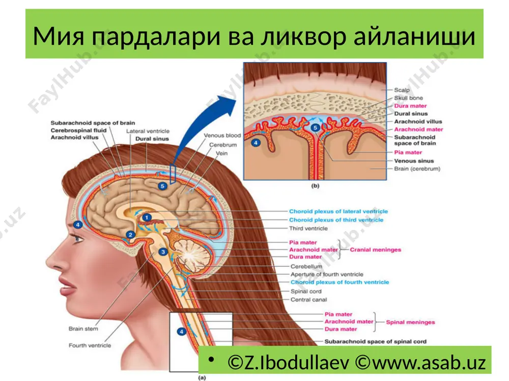 профессор. тошкент тиббиёт академиясида ишлайди. олим 150 дан ошиқ илмий асарлар муаллифи. унинг “асаб касалликлари” ва “тиббиёт психологияси” дарсликлари “йилнинг энг яхши дарслиги” совринига сазовор бўлган. унинг йирик асарлари “неврология. умумий амалиёт врачлари учун”, “эпилепсия ва эпилептик синдромлар”, “асаб ва руҳият” “инсульт ва кома” номли қўлланмалари чоп қилинган. бугунги кунда олим ўзбекистонда “нейропсихология, тиббий психология ва психосоматик тиббиёт” ни ривожлантириш устида иш олиб бормоқда. image2.jpeg image3.jpeg image4.jpeg image5.jpeg image6.png image7.png image8.jpeg image9.jpeg image10.jpeg image11.jpeg image12.jpeg image13.jpeg image14.jpeg image15.jpeg image16.jpeg image17.jpeg image18.jpeg image19.jpeg image20.jpeg image21.png image22.jpeg image23.jpeg image1.png /docprops/thumbnail.jpeg