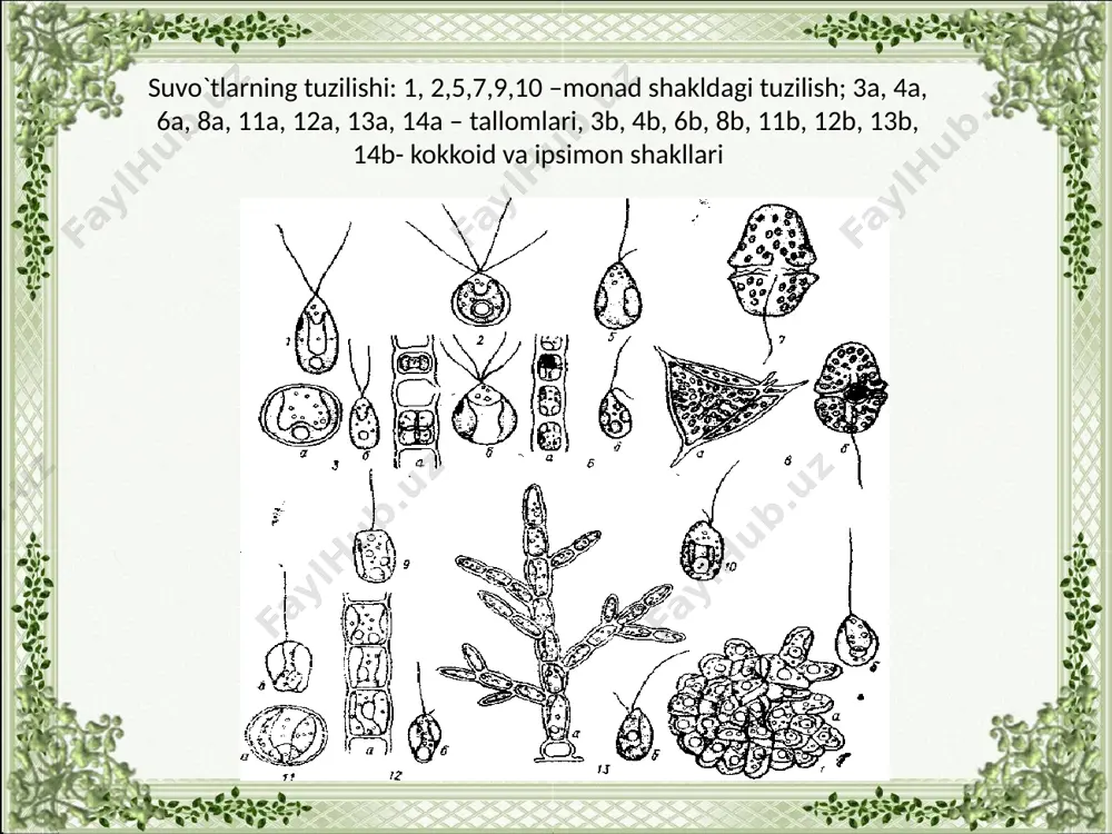ining jinsiy кo`pаyishi tsiкli. аchitqi zаmburug`i 1-2 –zаmburug`ning jinsiy кo`pаyishi, 3-psеvdоmitsеliy, 4-7-кurtакlаnib кo`pаyayotgаn hujаyrаlаr. un-shudring zаmburug`i. а- erizifiy zаmburug`ining коnidiylаri, b, v, g, d-аyrim un shudring zаmburug`lаrining кlеystокаpriylаri. а-yopishqoq lishaynik, б-bargsimon lishaynik, в,г,д-butasimon lishaynik, e-lishaynikning ichki tuzilishi, ж-sorediya xulosa o`simliklar dunyosi tuban (150 ming tur) va yuksak (300- 350 ming tur) o`simliklarga bo`linadi. tuban o`simliklarning tanasida vegetativ organlar bo`lmaydi va ular qattana (tallom) deyiladi. qattanada o`tkazuvchi naylar ham bo`lmaydi. yuksak o`simliklarning jinsiy organlari ko`p hujayrali, tuban o`simliklarniki esa bir hujayralidir. tuban o`simliklar quyidagi taksonomik kategoriyalarga bo`linadi: tur, turkum, oila, sinf va bo`lim. sistematikada eng kichik taksonomik kategoriya tur hisoblanadi. hozirgi zamon tuban o`simliklar sistematikasi o`z tadqiqotlarini solishtirishda morfologik metoddan tashqari ultra va elektron mikroskopdan keng miqyosda foydalanadi. ontogenez va filogenez metodi yordamida turli sistematik taksonlarning rivojlanish yo`llarini o`rganadi. hujayralarning bioximiyaviy va fiziologik xususiyatlarini o`rganishda ular maxsus idishlarda tayyorlangan sun`iy oziq muhitida o`stirib, tekshiriladi. image2.png image3.png image4.jpeg image5.png image6.jpeg image7.jpeg image8.jpeg …