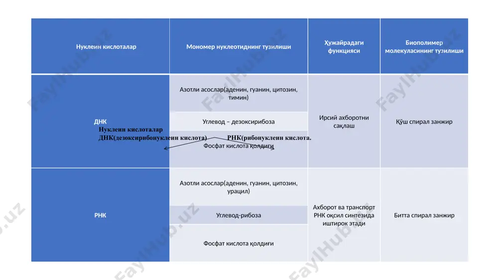 hujayrasidagi dnk molekulasining uzunligi esa 1 metrdan oshadi. dnk zanjirini tashkil qilgan ipning har biri polimer bo`lib, undagi bitta nukleotid ikkinchi nukleotid bilan o`zlaridagi dezoksiriboza bilan fosfor bog`i orqali birikadi. ikkala ip o`zaro yana azotli asoslar orqali birikkan bєladi. adenin timin bilan (a - t), guanin esa sitozin bilan (g - s) birikadi. a va t o`rtasida ikkita vodorod bog`i, g va s o`rtasida esa uchta vodorod bog`i bor. bundan ko`rinib turibdiki g - s asoslari a - t ga qaraganda o`zaro mus-taxkamroq bog`langan. nukleotidlar orasidagi masofa 3.4 a ga teng. dnk zanjiri o`ng tomonga aylanadigan buramni (spiralni) hosil qiladi. uning bitta to`liq aylanasi 10 ta nukleotiddan iborat bo`lib, uzunligi 34 a ga teng. qo`sh zanjirining diametri esa 20 a ga teng, chunki halqasining uzunligi 12 a ga teng bo`lgan purin asoslari, halqasining uzunligi 8 a bo`lgan pirimidin asoslari bilan birlashadi. g. sten 1957 yili dnk molekulasining ikki hissa oshishi …