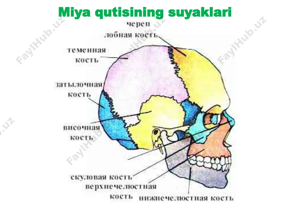 boshskeleti (miyaqutisi) - Page 4
