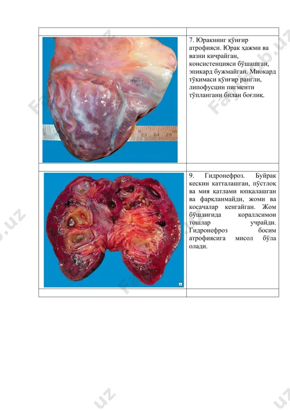 микропрепаратлар - Page 5