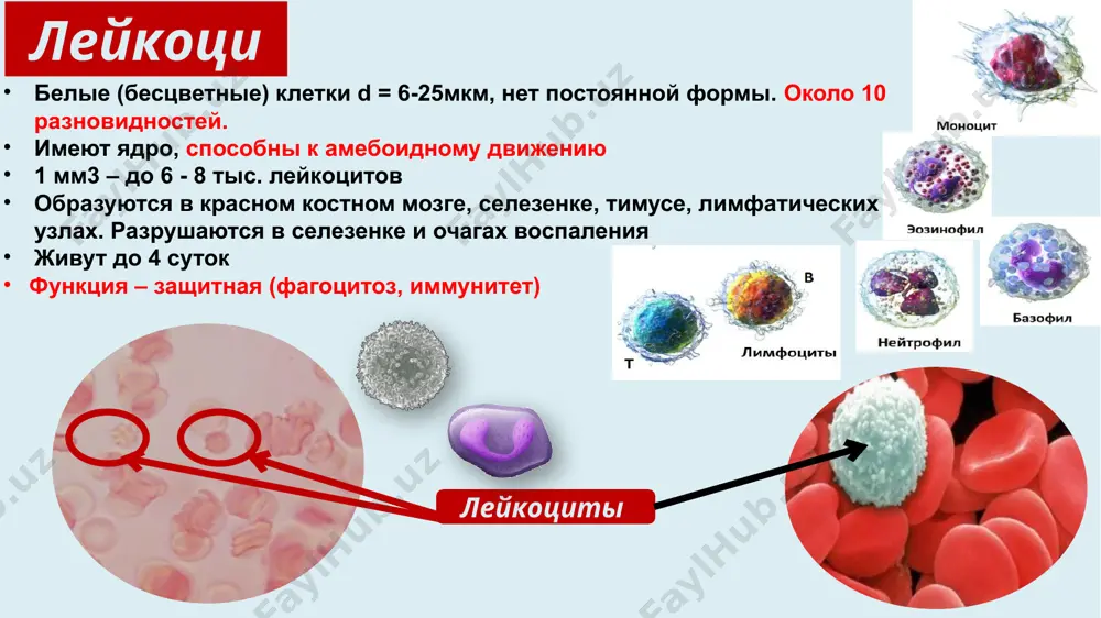 image111.png ppt/media/image113.png ppt/media/image114.png ppt/media/image115.png ppt/media/image119.png ppt/media/image131.png ppt/media/image132.png ppt/media/image133.png ppt/media/image134.png ppt/media/image135.png ppt/media/image136.png ppt/media/image137.png ppt/media/image138.png ppt/media/image139.png ppt/media/image142.png ppt/media/image143.png ppt/media/image144.png ppt/media/image16.png ppt/media/image17.png ppt/media/image18.png ppt/media/image19.png ppt/media/image2.png ppt/media/image20.png ppt/media/image21.png ppt/media/image24.png ppt/media/image27.png ppt/media/image28.png ppt/media/image29.png ppt/media/image33.png ppt/media/image41.png ppt/media/image5.png ppt/media/image52.png ppt/media/image54.png ppt/media/image65.png ppt/media/image66.png ppt/media/image67.png ppt/media/image69.png ppt/media/image7.png ppt/media/image71.png ppt/media/image72.png ppt/media/image73.png ppt/media/image75.png ppt/media/image77.png ppt/media/image80.png ppt/media/image84.png ppt/media/image87.png ppt/media/image92.png ppt/media/image94.png ppt/media/image96.png ppt/media/image97.png ppt/slides/_rels/slide1.xml.rels ppt/slides/_rels/slide17.xml.rels ppt/slides/_rels/slide34.xml.rels [content_types].xml _rels/.rels docprops/custom.xml sistema krovoobrashenie. organi krovoobrasheniya serdtse krovenosnie sosudi obespechivaet neprerivnuyu tsirkulyatsiyu krovi po sosudam arterii kapillyari veni sosudi, po kotorim krov techet ot serdtsa k organam. samiy krupniy iz nix – aorta. skorost krovotoka v aorte – 0,5 m/s., v arteriyax– 0,3 - 0,25 m/s sosudi, po kotorim krov ottekaet ot organov i tkaney k serdtsu. skorost krovotoka 0,05 - 0,2 m/s. samie mnogochislennie i tonkie krovenosnie sosudi v organizme cheloveka. krome transportnoy funktsii, vipolnyaet eshe i funktsiyu tkanevogo obmena. skorost krovotoka 0,5 mm/s. stroenie i rabota serdtsa slovo «serdtse» proisxodit ot slova «seredina». serdtse …