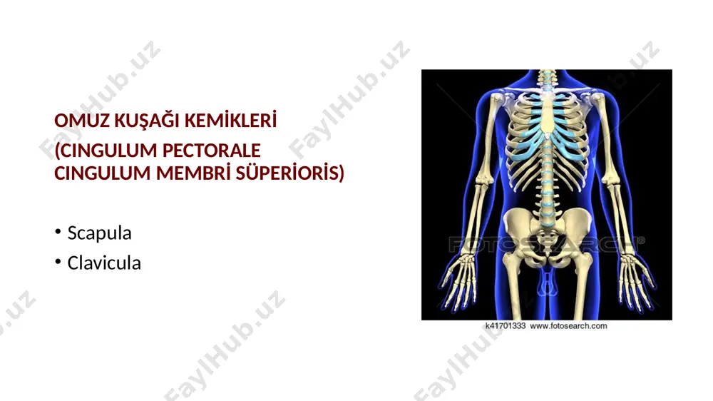 articularis vardır. eklem tipi: sellar tipi eklemdir eklem bağları: capsula articularis lig.sternoclavicularis anterior lig. sternoclavicularis posterior bu iki ligament, eklemi ön ve arkadan kuvvetlendirir. lig.costoclavicularis lig.interclavicularis hareketleri: sagital eksende: elevasyon, depresyon vertical eksende: öne, arkaya clavicula uzun ekseni üzerinde: rotasyon hareketi scapula ile birlikte hareket eder. eklem, sağlam olup çıkıklar nadirdir. travmalarda kırıklara daha fazla rastlanır. art.acromioclavicularis eklem yüzeyleri: scapula: facies articularis acromialis ile clavicula: facies articularis acromialis arasında eklem yüzleri arasında discus articularis bulunmaktadır. eklem yüzleri fibröz kıkırdak ile kaplıdır. • eklem tipi: plana tipi eklemdir eklem bağları: capsula articularis lig. acromioclaviculare: eklemi üstten destekler lig. coracoclaviculare: iki parça -lig. trapezoideum -lig. conoideum clavicula’dan proc. coracoideus’a uzanır. eklemin stabilizasyonundan sorumlu olan en kuvvetli bağdır. lig. acromioclavicularis lig. trapezoideum lig. conoideum scapula üzerinde eklemlerle ilişkisi bulunmayan ligamentler: lig. coracoacromiale: omuz ekleminin (art.humeri) yukarı yer değiştirmesini engeller. lig. transversum scapula sup: i̇nc.sca pula’yı üstten sırlayarak bir foramen haline getirir. i̇çinden n.suprascapularis,üstünden …