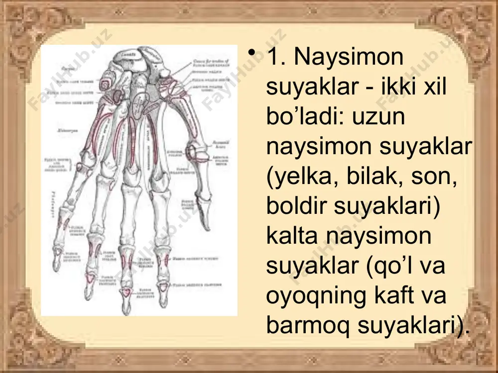 suyaklar tuzilishi va birikishi - Page 4