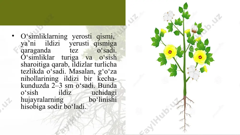 q zichlashib, ildizning nafas olishi qiyinlashadi va uchki qismi chirib ketadi. havo yetishmasligi tufayli o‘simliklar kasallanadi va hosili kamayib ketadi. shuning uchun tuproq unumdorligini oshirishda sug‘orish qoidalariga rioya qilish zarur. savol va topshiriqlar ildiz qaysi qismidan o‘sadi va buni qanday isbot-lash mumkin? asosiy ildizni chilpishdan maqsad nima? ildiz qinchasining vazifasini tushuntirib bering. tuproqdagi havo ildizlarga qanday ta’sir etadi? tuproqni yumshatishning ildiz va hosil uchun ahamiyati nimadan iborat?