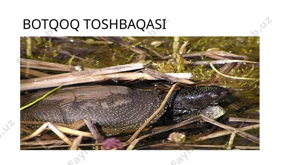 toshbaqalar va timsohlar turkumlari - Page 5